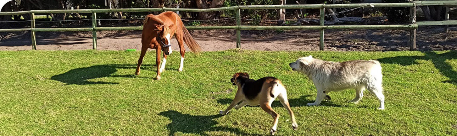 Cart horse playing with dogs