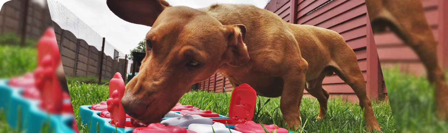 Puppy Haven resident enjoys a toy