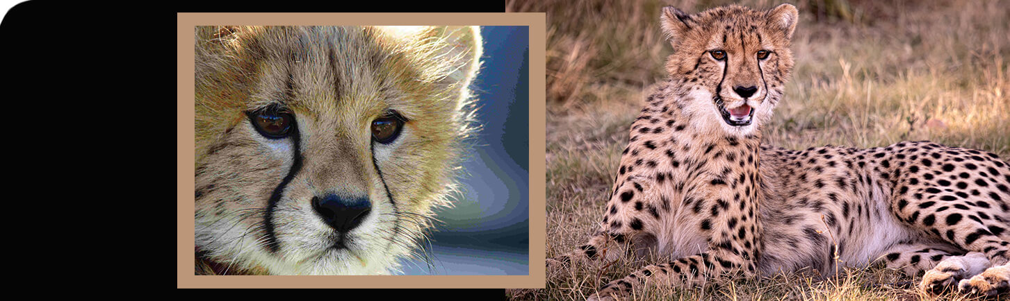 Cheetah Outreach Trust banner