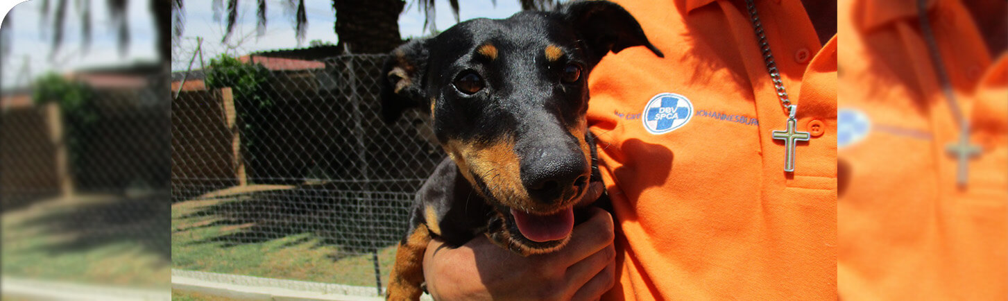 SPCA Dog in lockdown