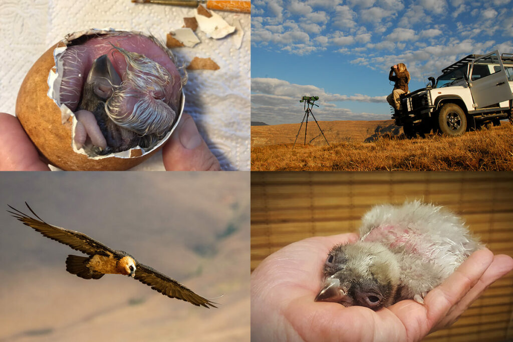 Wild vultures bred in captivity