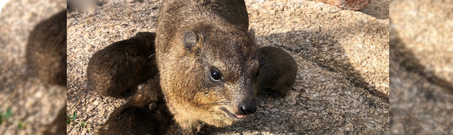 Dassie mom and babies at Daktari Bush School