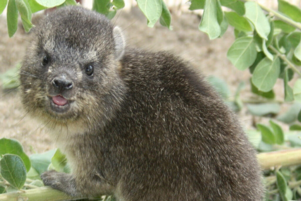 Dassie resident of Daktari Bush School