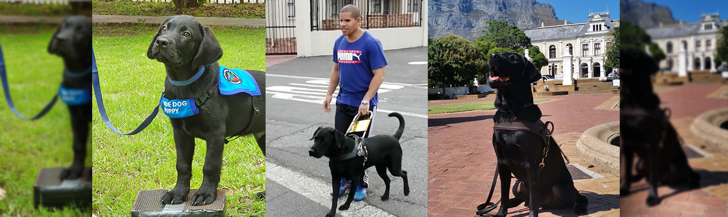 Sa Guide Dog Doug and owner Johannes collage