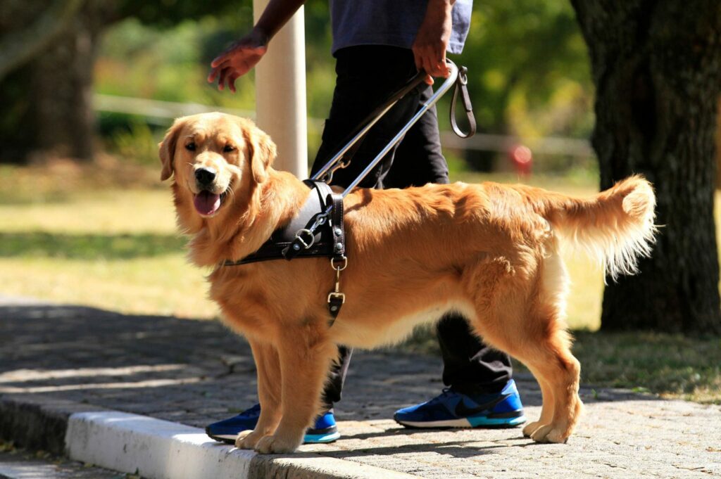 SA Guide Dog and owner