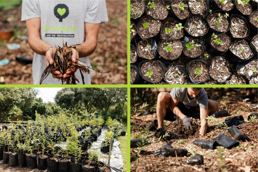 Greenpop plant and planting collage