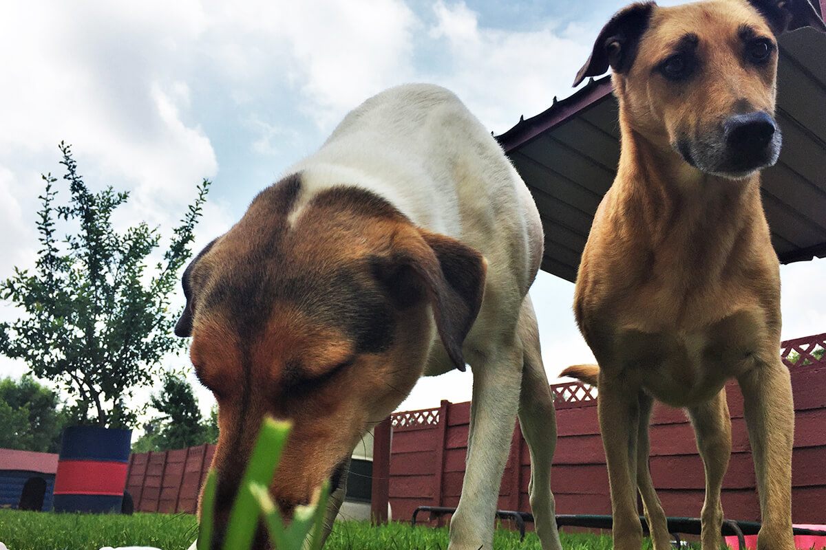 Puppy Haven residents pose for camera