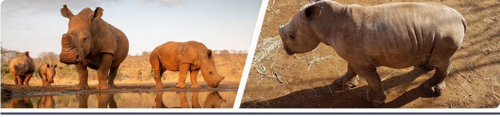 group of black rhinos, rhino calf