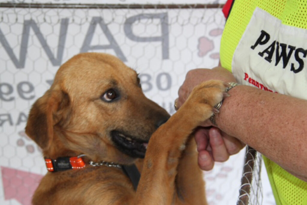 PAWS grateful pup shaking hands