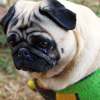 pug-shot (1)