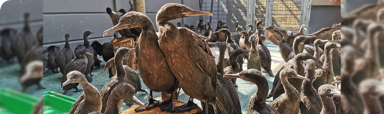 SANCCOB Cormorant chicks enjoying the sun