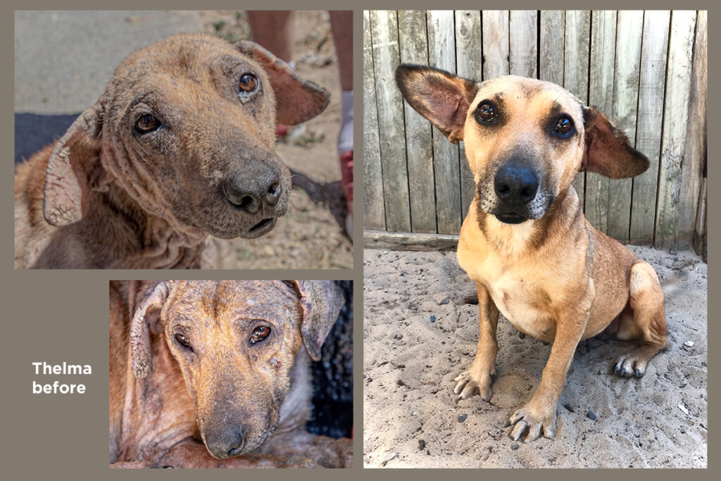 Saved from Tragedy: Thelma's collage