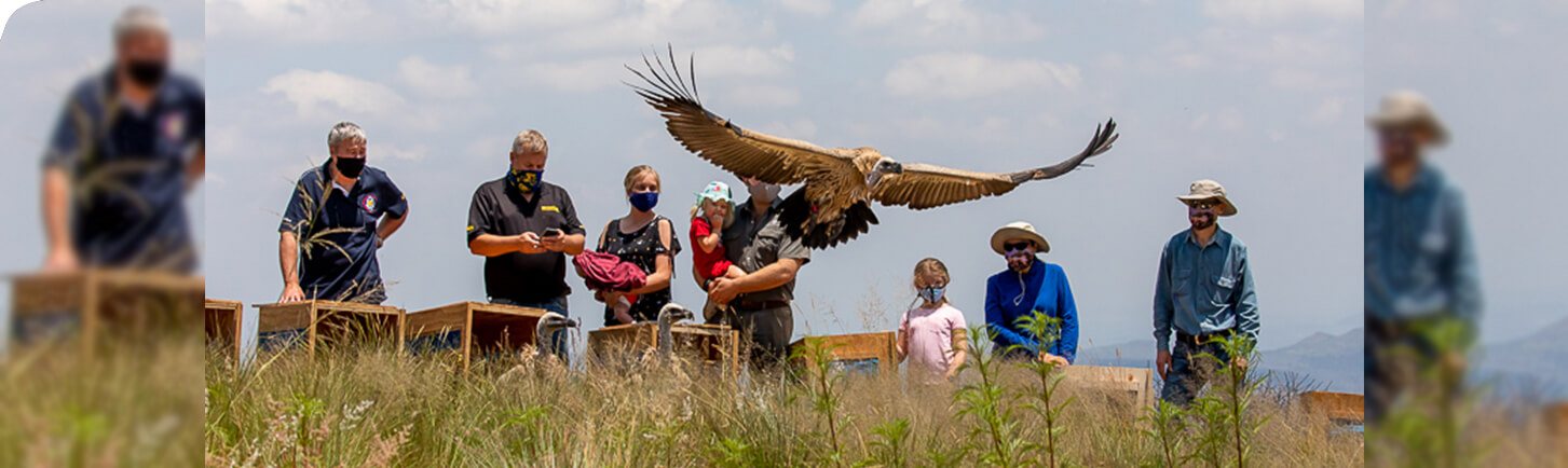 VulPro vulture is released into the wild