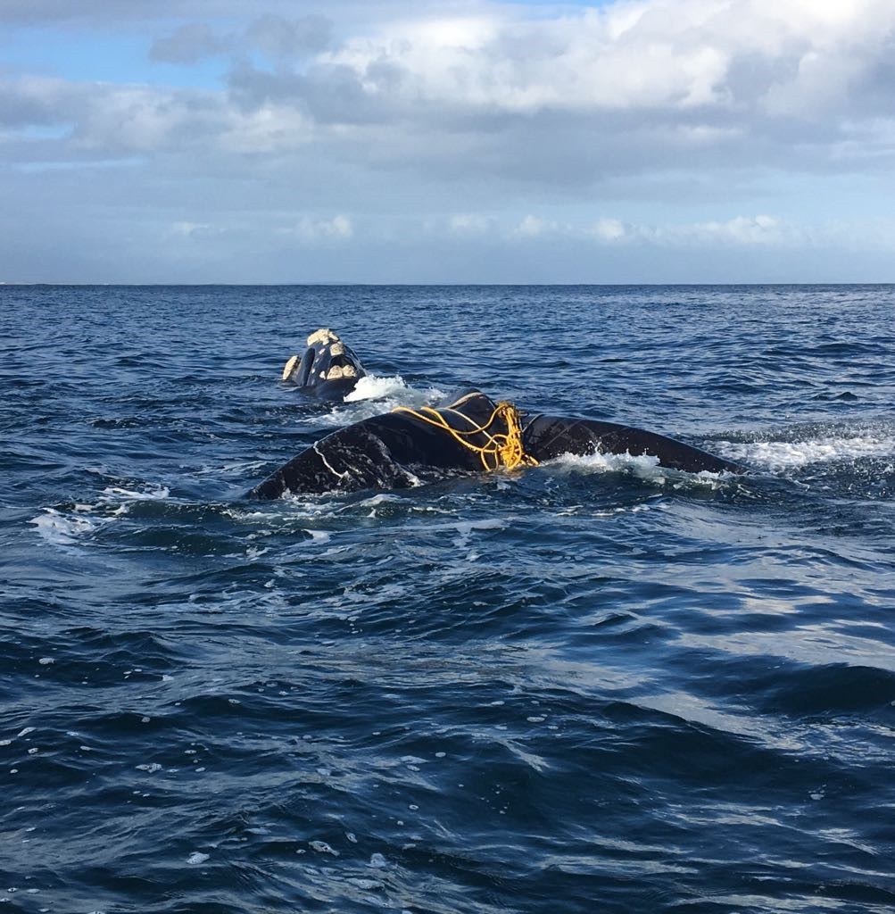 Whale-Disentanglement-Clovelly